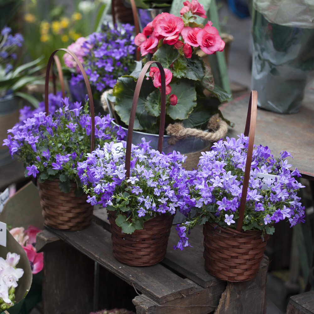 Источник: Depositphotos. Цветок жених и невеста имеет несколько нежных оттенков