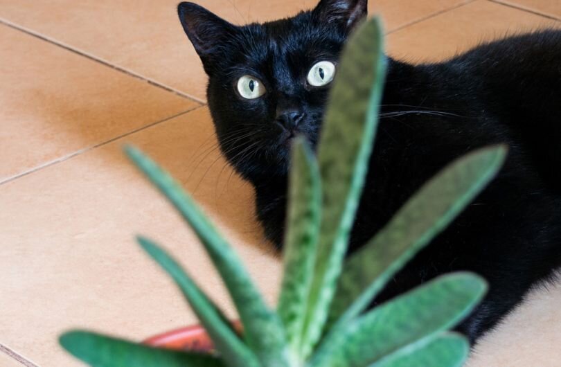  Если у вас в семье есть домашние животные или маленькие дети, то некоторые комнатные растения в доме лучше не заводить. А если они у вас уже растут, то надо как можно скорее избавиться от них или убрать в безопасное и недоступное для домашних проказников место.