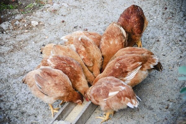 Корма для бройлеров своими руками | Народний Оглядач