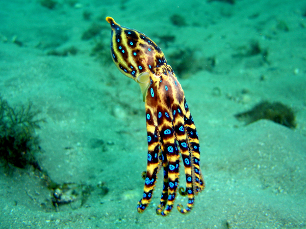 Прекрасные, но крайне опасные существа