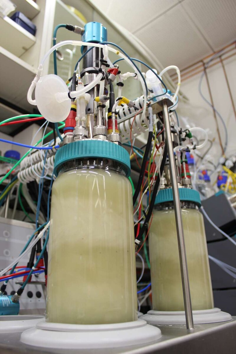 Организмы растут внутри колб во время эксперимента.