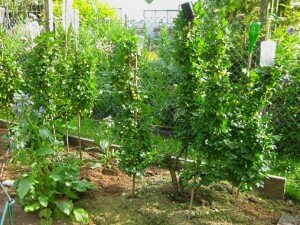 Крыжовник плохо переносит переувлажнение почвы, залив водой. На сырых, заболоченных участках со временем возможно подгнивание корневой системы кустов и покрытие ветвей лишайниками. Поэтому места вокруг них нуждаются в периодическом рыхлении для дренажа скопившейся влаги.