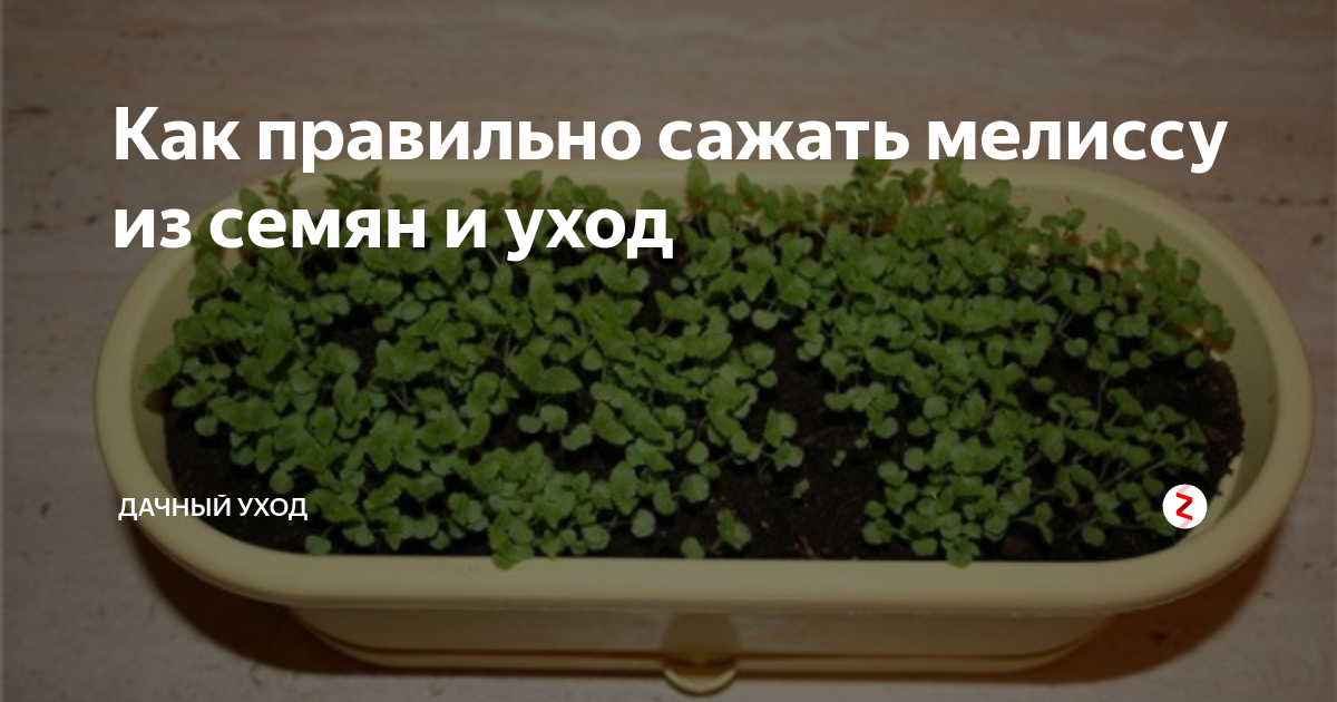 Выращивание мелиссы в домашних условиях