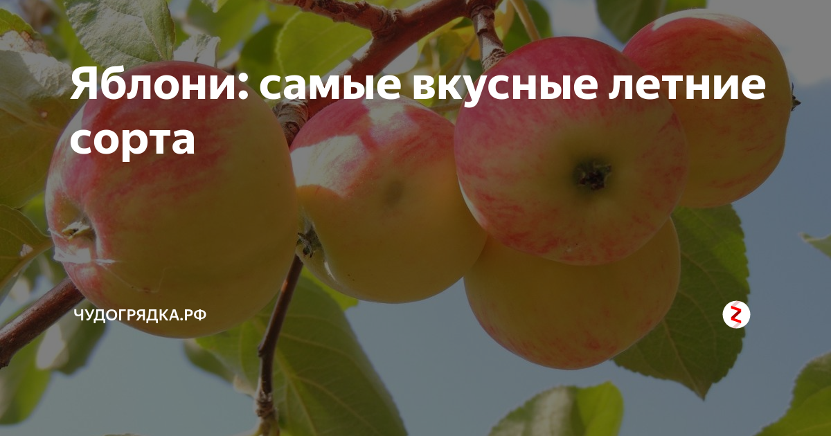 Мальта яблоня описание