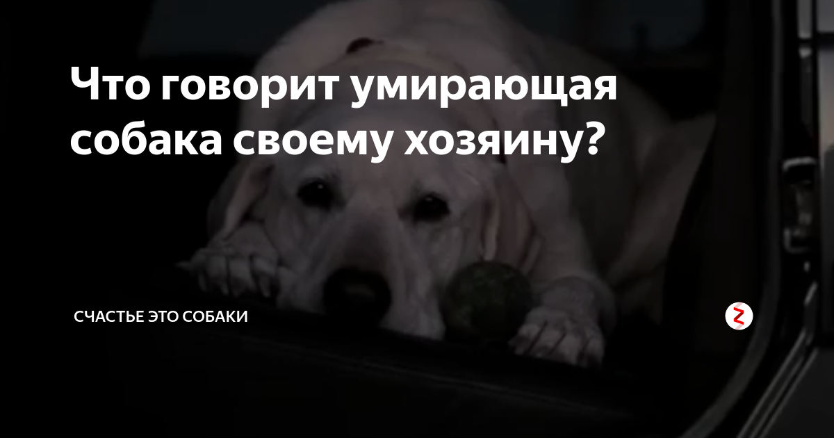 Как сказать собаке. Цитаты про смерть собаки. Статус о смерти собаки. Цитата после смерти собаки