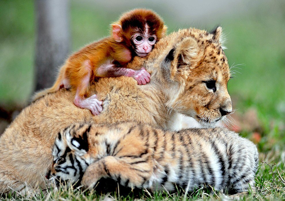 Дружба животных. Детеныши животных. Львята и тигрята. Животные вместе. Детеныши дикой природы