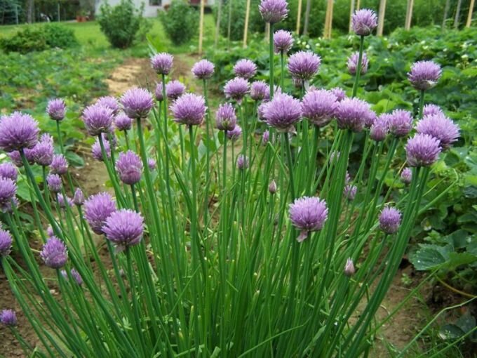 Allium Gladiator (Лук декоративный Гладиатор)