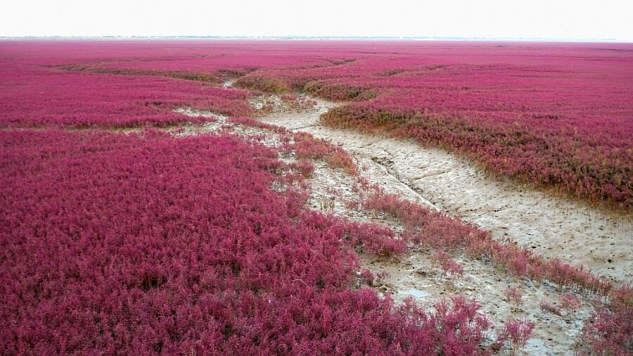 http://www.mirkrasiv.ru/articles/krasnyi-pljazh-panczin-panjin-red-beach-kitai.html