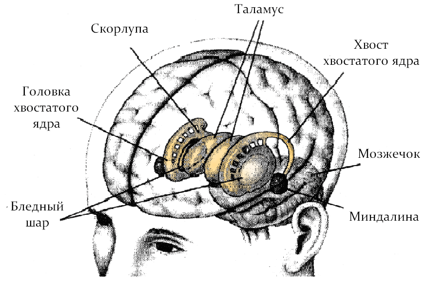 Подкорковые ядра головного мозга анатомия. Базальные ядра рисунок. Подкорковые структуры мозга.