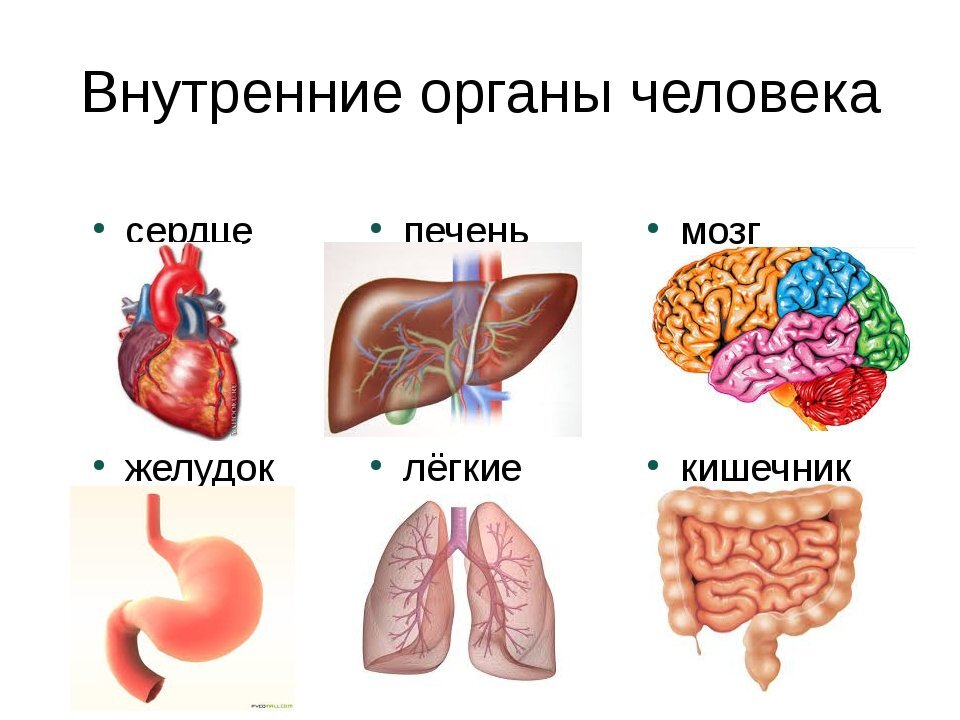 Внутренние органы человека рисунок с подписями