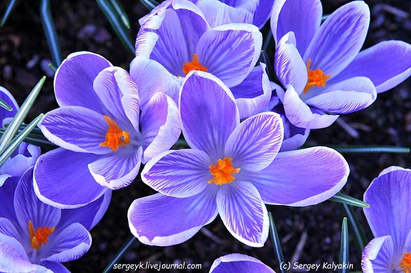 Crocus vernus King of the Striped