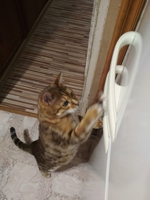 Открывайте, не тяните кота за ......