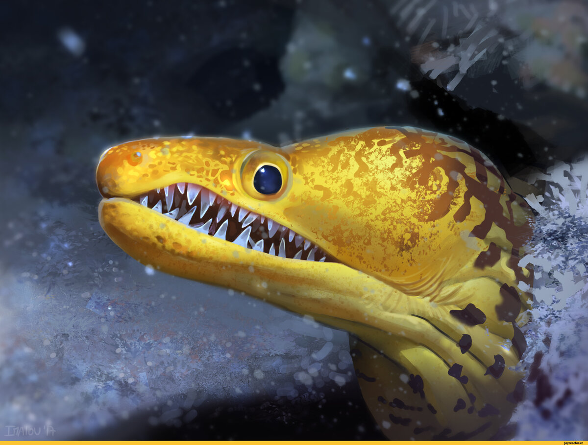Эта огромная страшная рыбина очень напоминает змею и не только очертаниями вытянутого тела. Как все угреобразные, мурена плавает и ползает, как истинная змея, заметно изгибая туловище.