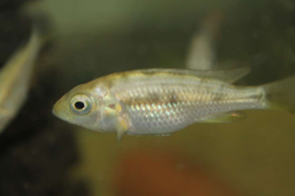 Молодая самка 