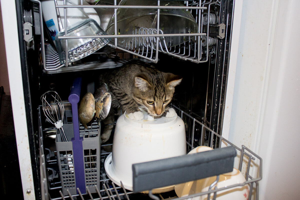 Кот в посудомойке