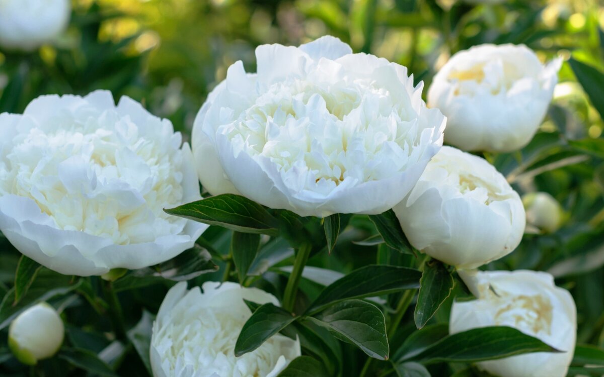 Сорта белых цветов, которыми можно украсить свою дачу