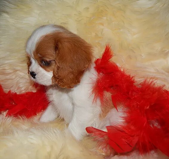 Кавалер Кинг Чарльз спаниель - чудо в перьях
