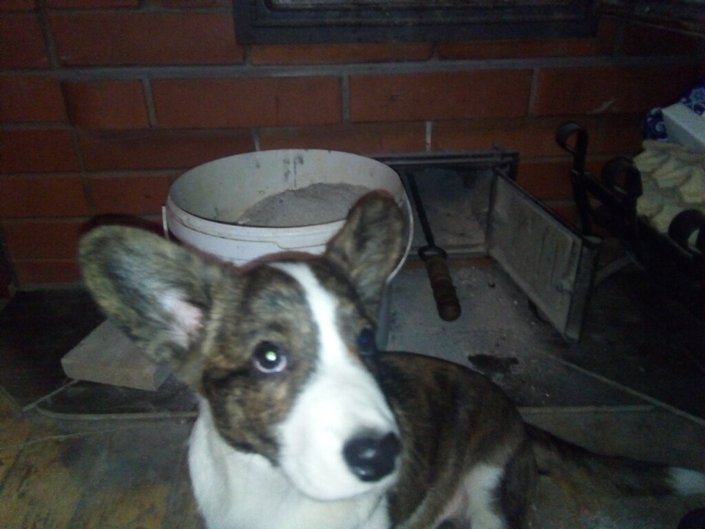 Пёс тоже перед печью озадачен!