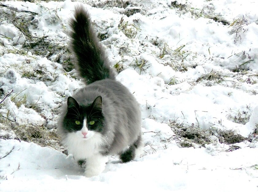 Кошка с 9-ю хвостами? Вполне возможно! (Фото pixabay.com)