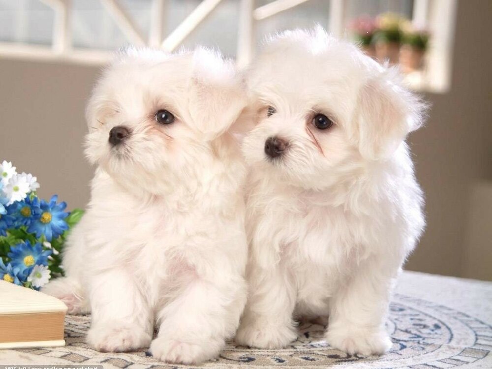Белые маленькие собаки