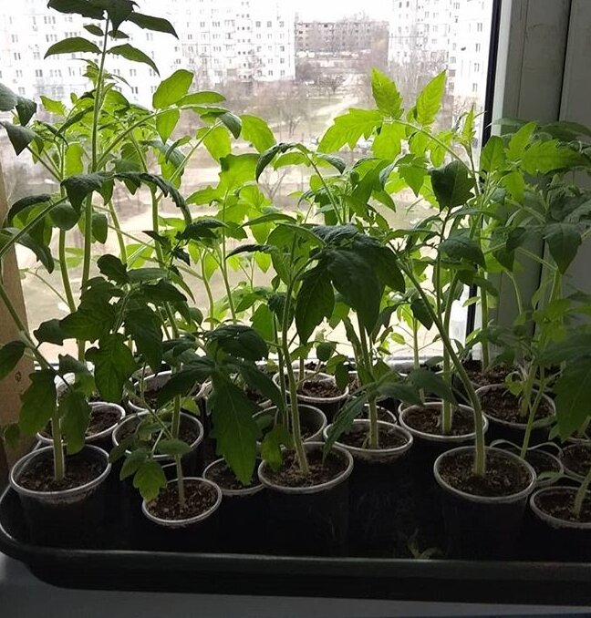 переросшая рассада томатов. переросшая рассада томатов. рассада помидор черри переросшие. рассада помидор. перерощенная рассада томатов.