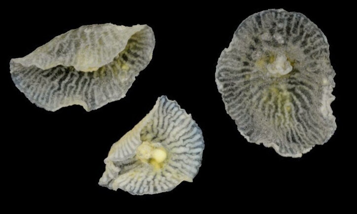 
Dendrogramma enigmatica.