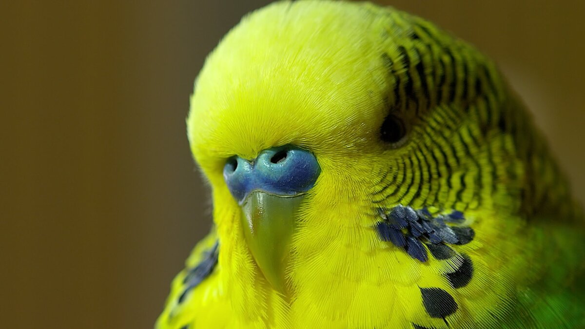 Чесоточный клещ у волнистого попугая. - 12 Апреля - Волнистые попугаи