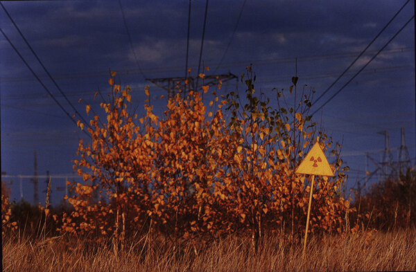 Загадочный и смертельно опасный: Рыжий лес в Чернобыле