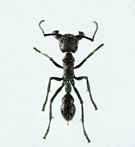 "Paraponera clavata"