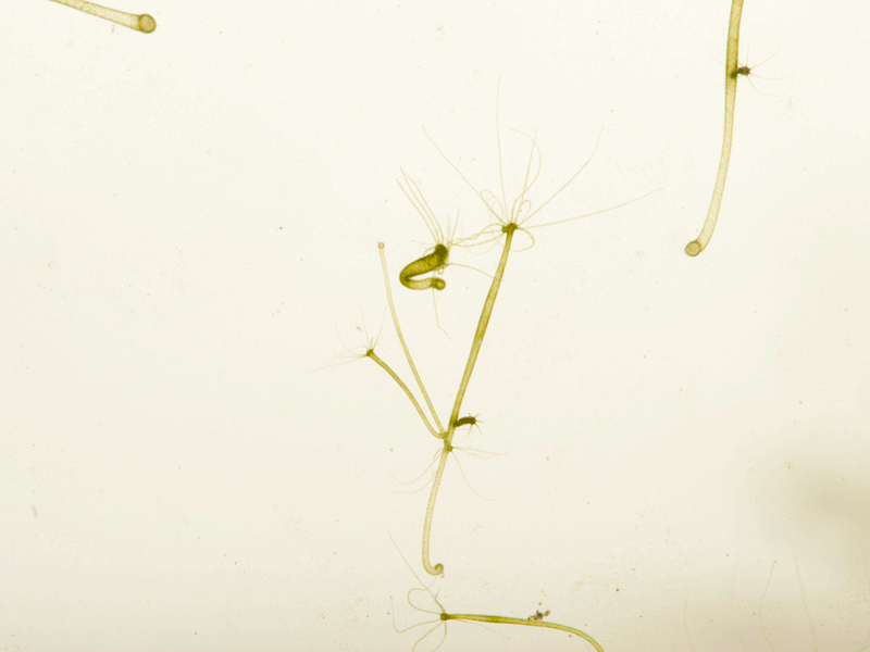 Источник: Antonie van Leeuwenhoek