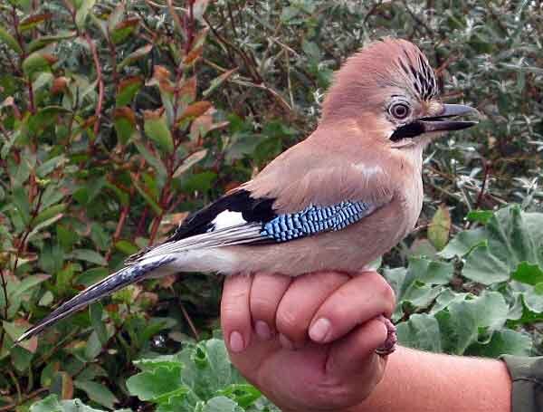 Сойка (Garrulus glandarius)