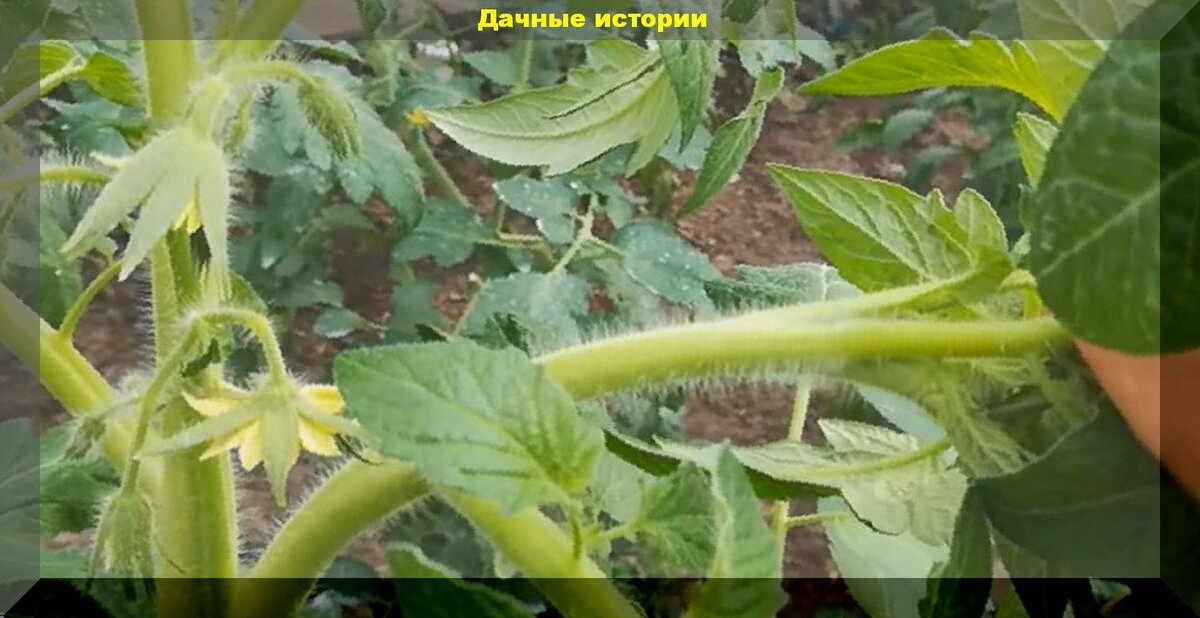 https://vk.com/photo-159774511_457242142