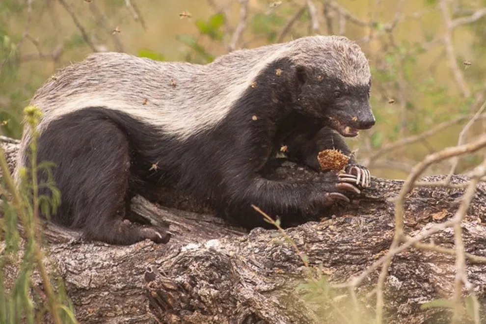 Все ему ни почем, когда добрался до своего любимого лакомства!