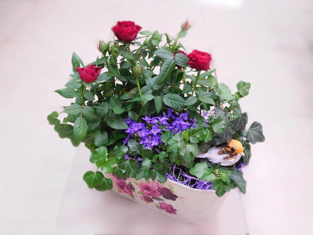 Сегодня я пришла бы не с букетом астр , но в 1978 году таких нигде не было