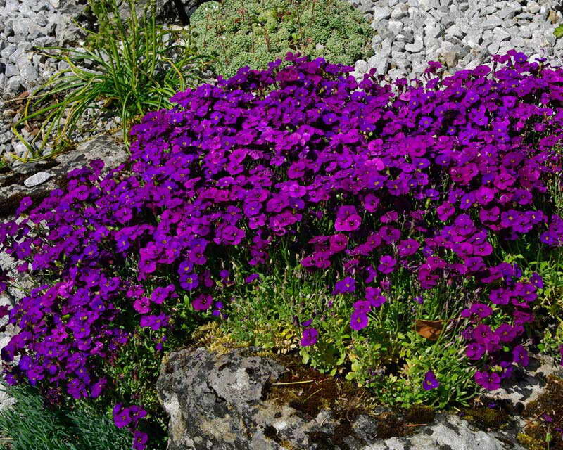 Обриета дельтовидная пурпурная Aubrieta deltoidea сорт Kitte Purple
