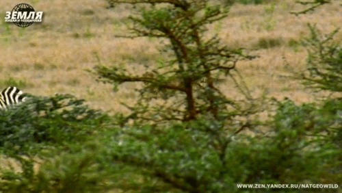 Зебрам не убежать, но можно воспользоваться копытами.