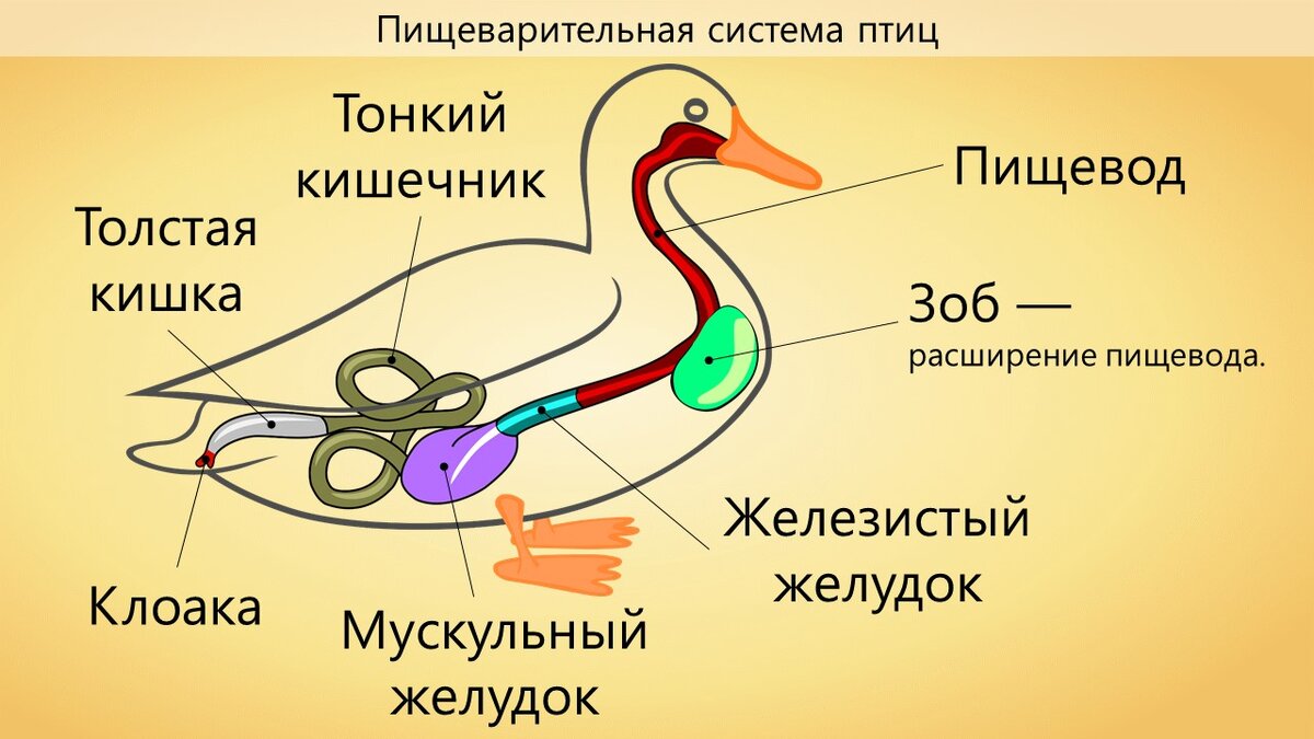 Мускульный отдел желудка образовался у птиц. Внутреннее строение птиц пищеварительная система. Утка строение пищеварительной системы. Схема строения пищеварительной системы птиц. Особенности строения пищеварительной системы птиц.