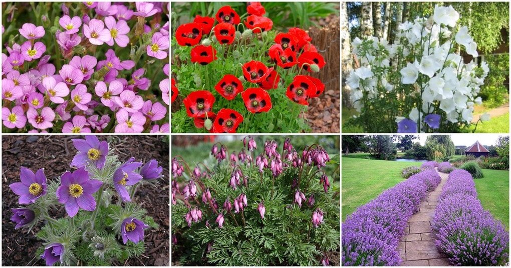 Полив георгин. Луковичные многолетники первоцветы. Подготовка огорода к зиме. Какие многолетники сажают осенью под зиму. Гиацинт чикаго.