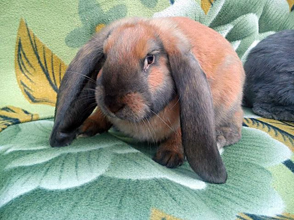 Вислоухий кролик баран.