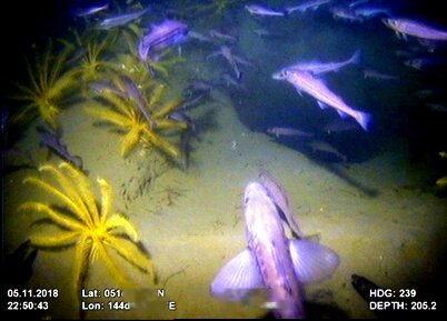 Минтай в промысловых объемах встречается очень часто. На данной фотографии минтай плавает среди морских лилий.