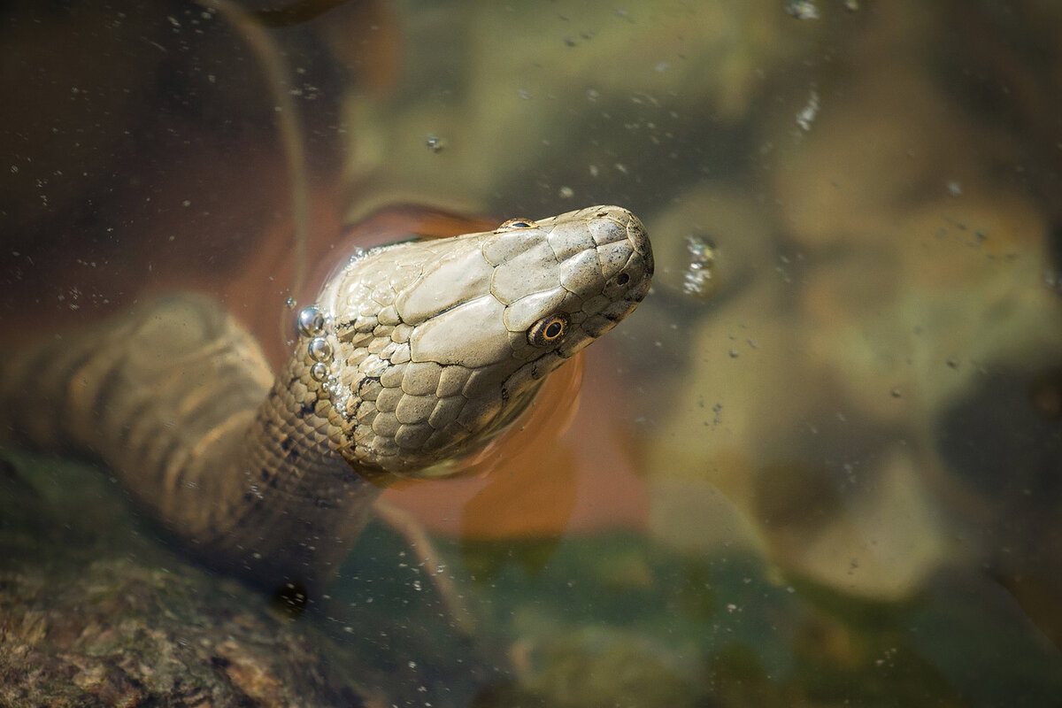 Голова водяного ужа (Natrix tesselata).