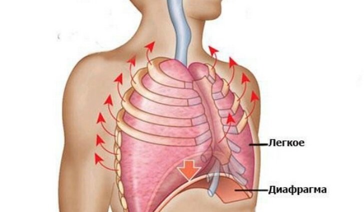 Диафрагма рисунок анатомия