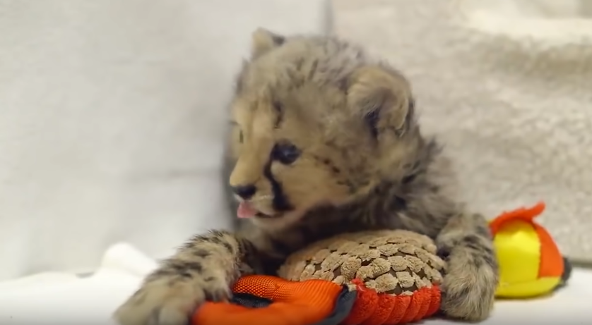 Герой нашего рассказа - гепарденок Кумбали