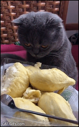Когда пожадничал и купил много вкусняшек, но уже не лезет