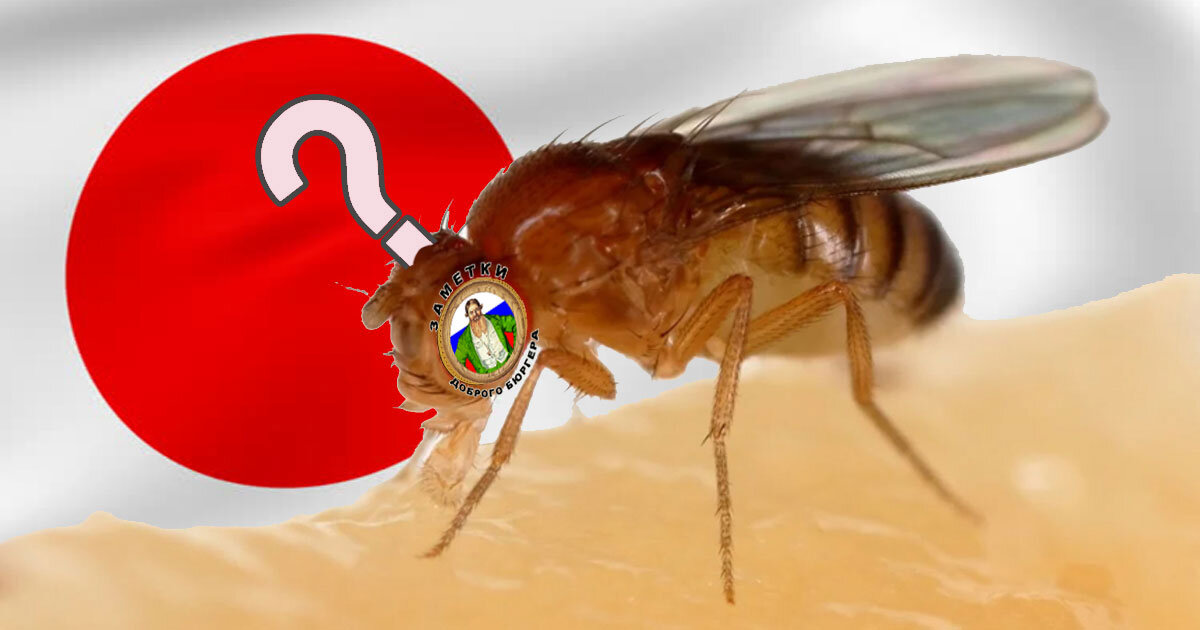 Кто я? - сегодня главный вопрос японской мухи 