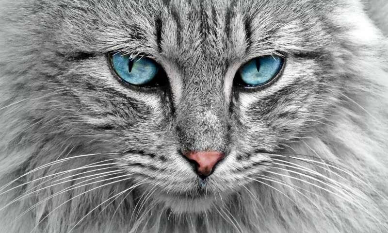 Из открытого доступа