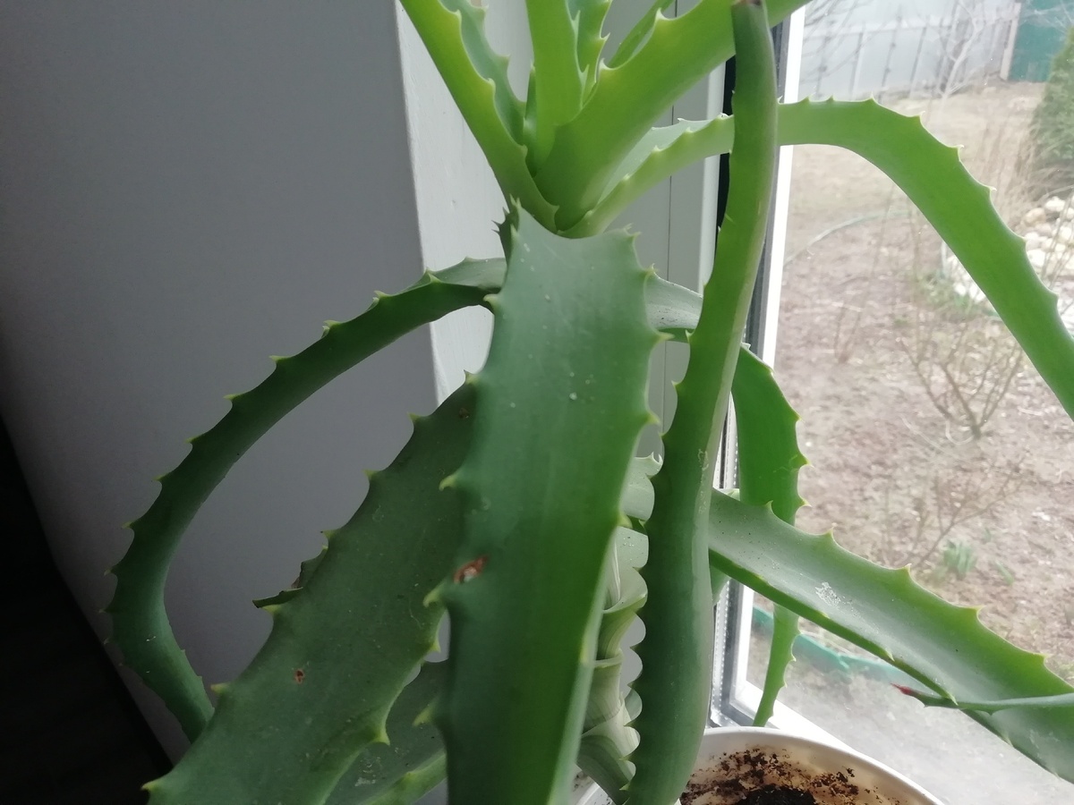 Один из моих красавцев