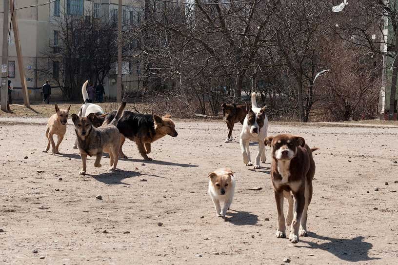 Стая бродячих собак фото