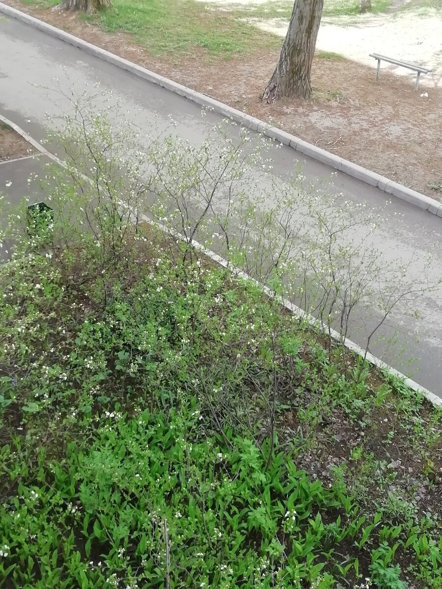 Вишня под окном зацвела