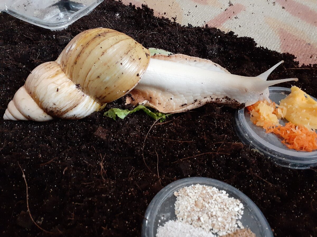 Улитка Помело